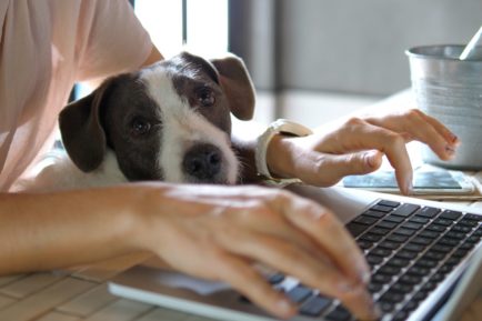 work from home